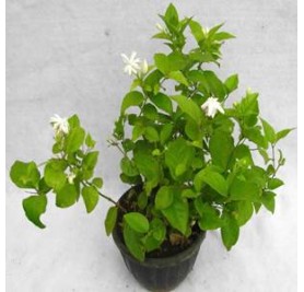 Jasminum Sambac